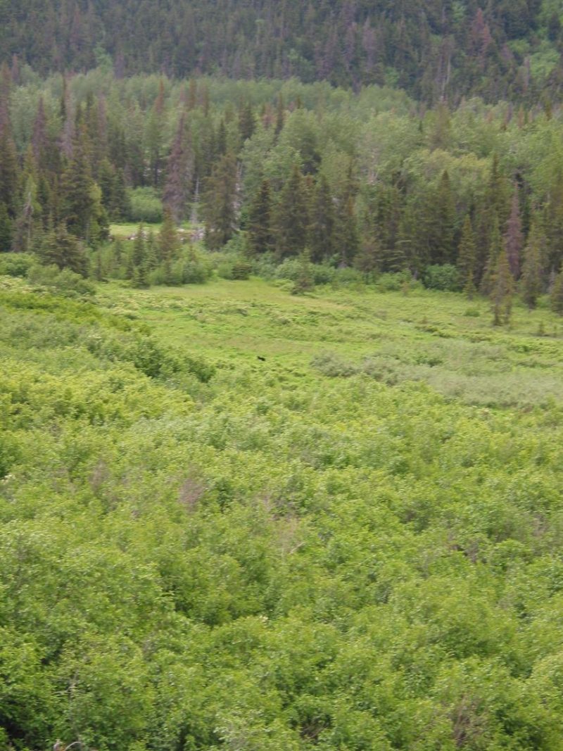 get closer to the bear