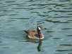 Happy as a duck in water at the Public Garens in Boston