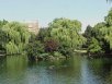 trees along the shore of the Boston Public Garden pond