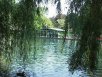 The pond at Boston Public Garden - home of the swan boats