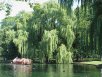 Trees line the shore of the pond in Boston Public Gardens