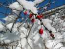 SnowBerries