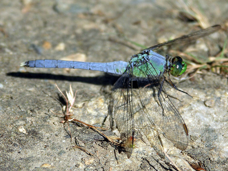 A blue Dragonfly