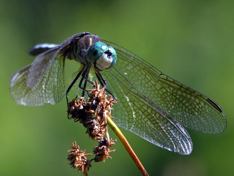 A blue Dragonfly
