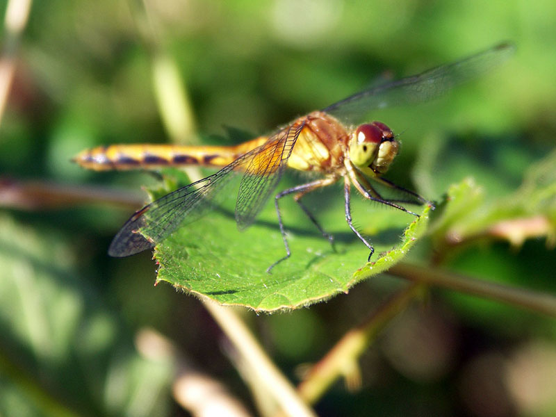 A brown Dragonfly