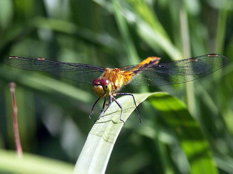 A green Dragonfly