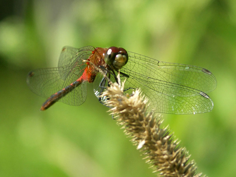 A red Dragonfly