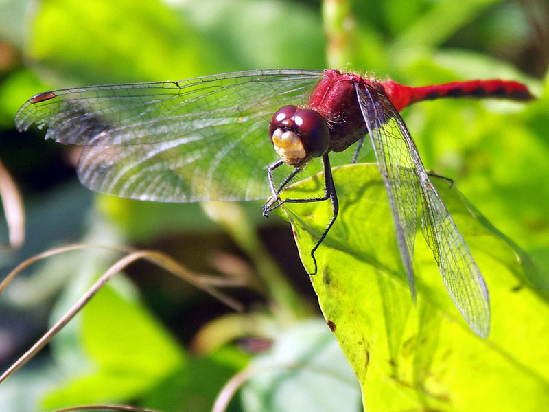 A red Dragonfly