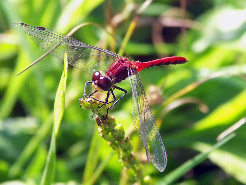 A red Dragonfly