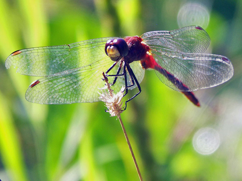 A red Dragonfly