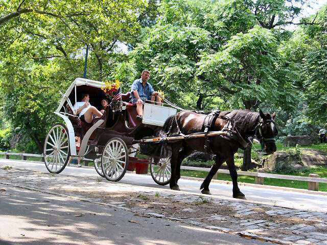 horse drawn carriage in Central Park