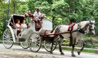 a leisurely carriage ride