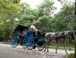 a blue carriage with an disinterested driver