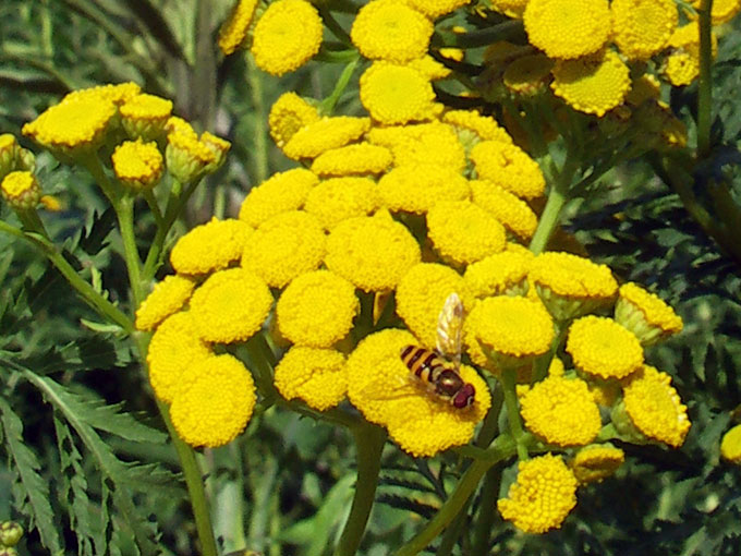 a busy bee on a group of yellow flowers Broad Meadow Brook