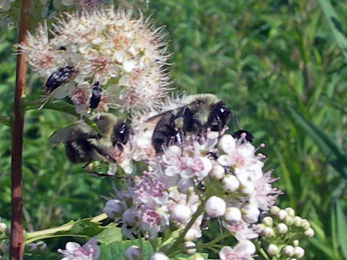 busy bees at work on a flower at Broad Meadow Brook Sanctuary