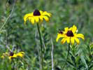 Bees on Black-Eyed Susan flowers at Broad Meadow Brook Sanctuary