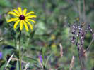 Flower Scene at Broad Meadow Brook Sanctuary