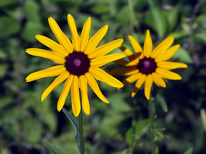 black eyed susan flowers at Broad Meadow Brook Sanctuary, Worcester MA