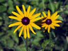 Black Eyed Susan flowers at Broad Meadow Brook Sanctuary