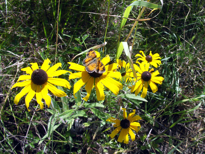 butterfly poses on a yellow black eyed susan flower at Broad Meadow Brook