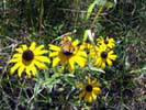 Butterfly Posing on a Yellow Flower at Broad Meadow Brook Sanctuary