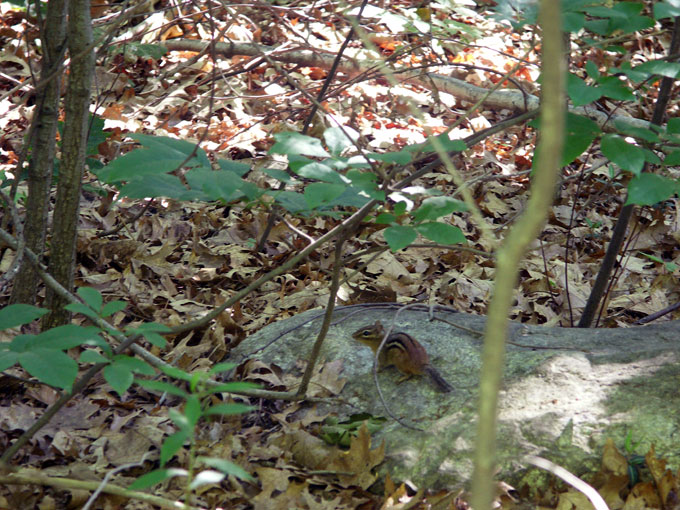 chipmunk on a rock Broad Meadow Brook Sanctuary Worcester MA