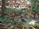 Chipmunk sitting on a rock at Broad Meadow Brook Sanctuary