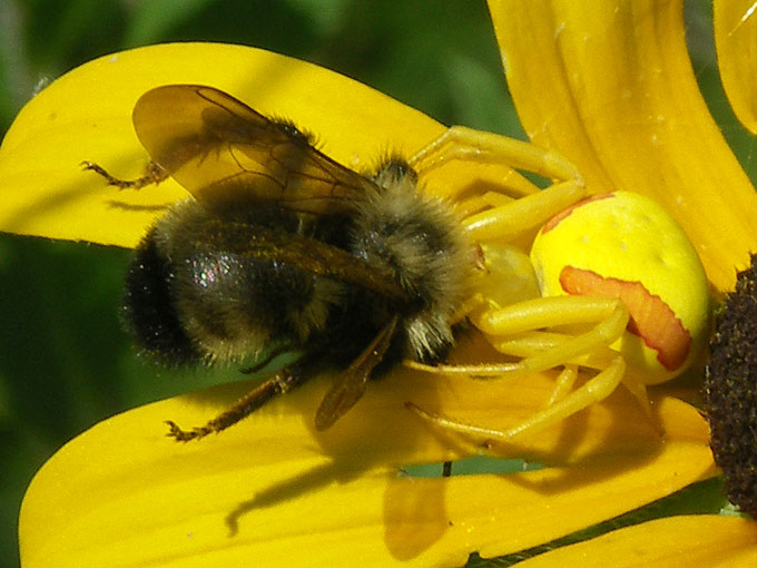crab spider eating a bee at Broad Meadow Brook