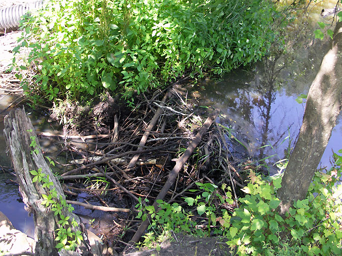 beaver or muskrat dam in a stream Broad Meadow Brook sanctuary