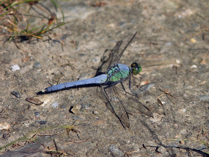blued ragonfly on a rock Broad Meadow Brook