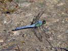Blue Dragonfly at Broad Meadow Brook Sanctuary