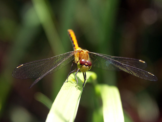 green dragonfly at Broad Meadow Brook Sanctuary, Worcester MA