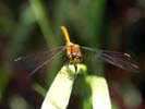 Green Dragonfly at Broad Meadow Brook Sanctuary