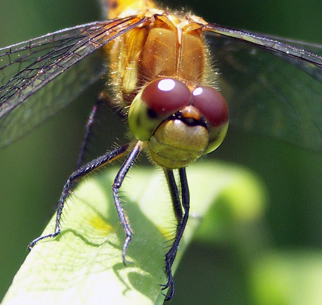 A Dragon fly's face at the Broad Meadow Brook Sanctuary