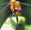 Dragonfly Face at Broad Meadow Brook Sanctuary
