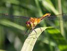 Happy Green Dragonfly at Broad Meadow Brook Sanctuary