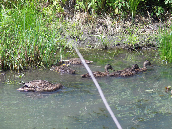 mother duck and ducklings swimming at Broad Meadow Brook