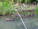 Mother Duck and her Ducklings at Broad Meadow Brook Sanctuary