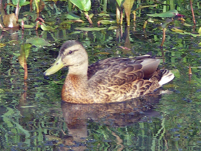 a duck in the stream at Broad Meadow Brook Sanctuary