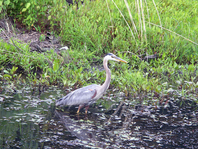 grey herron bird at Broad Meadow Brook Sanctuary