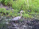 Grey Herron at Broad Meadow Brook Sanctuary Worcester MA