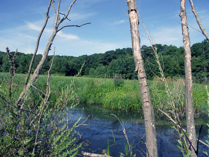 Broad Meadow Brook Sanctuary