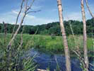 Broad Meadow Brook Sanctuary scene