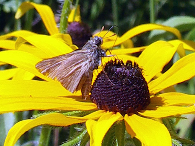Moth on a black eyed susan flower at Broad Meadow Brook Sanctuary