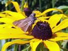 Moth on a flower at Broad Meadow Brook Sanctuary