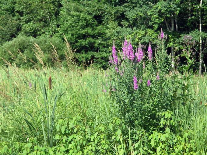 cat tail and purple flowers at Broad Meadow Brook
