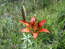 Red Tiger Lilly flower at Broad Meadow Brook Sanctuary