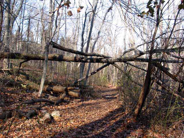 along the Carol J.Getchell Nature Trail in Saxonville 