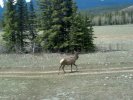 Canadian Rockies