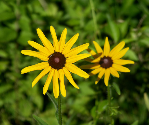 Black-Eyed Susans at Broad Meadow Brook Sanctuary
